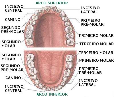 desenho da arcada dentária com setas mostrando o nome de cada dente