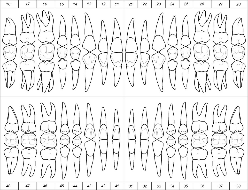Desenho de odontograma anatômica