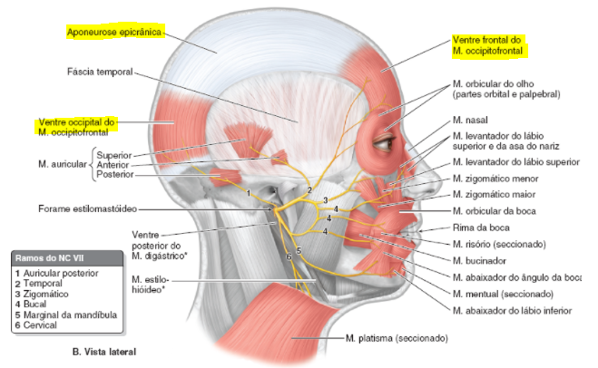 Imagem de anatomia da cabeça e pescoço com setas escritas o nome