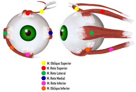 Imagem de anatomia do olho com setas legenda com nome