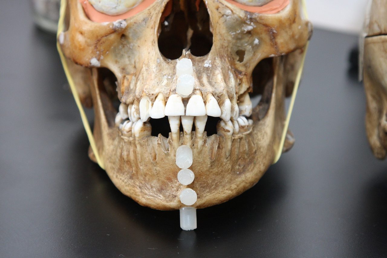 Fóssil de crânio em cima de mesa.