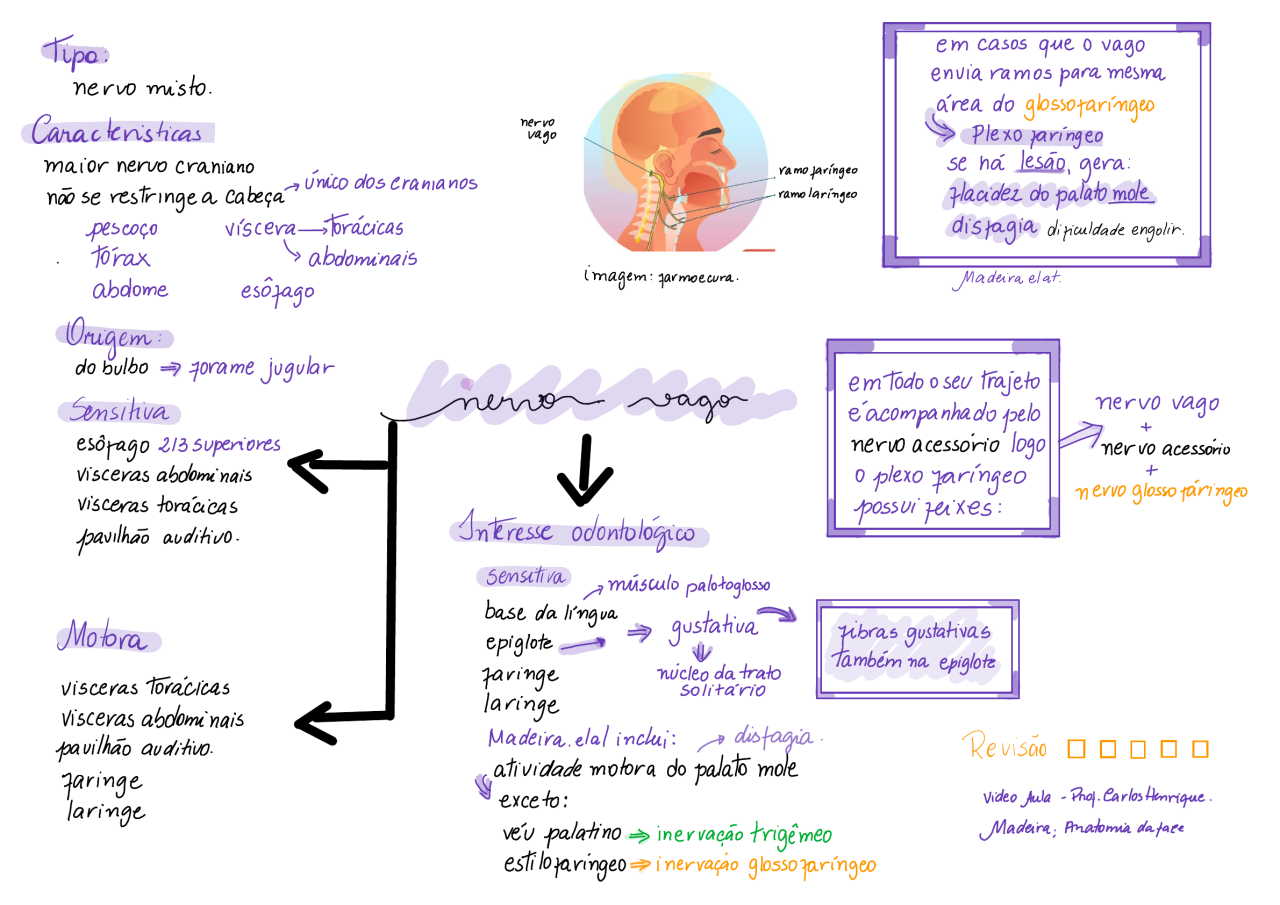 Mapa mental de odontologia sobre nervo vago, as cores usadas foram lilás, preto e amarelo. Essa é uma das boas técnicas de memorização.