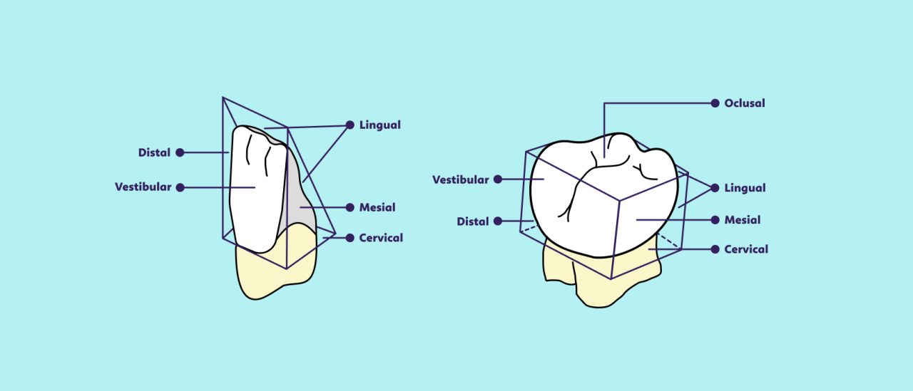 Desenho mostra as faces dos dentes com seus nomes