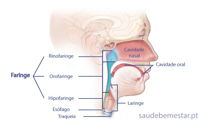 Desenho mostra as partes da faringe, laringe e cavidade nasal.