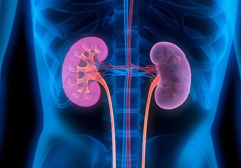 Desenho de rins no corpo.